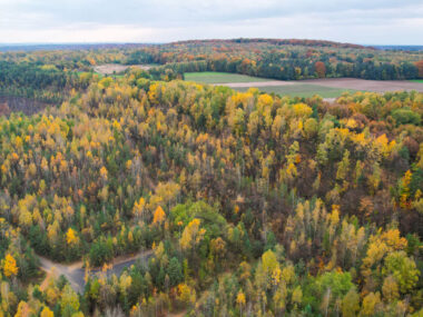 Las jak wnętrze katedry, a pod nim chodniki dawnej gruby Tarnowskie gory bytom halda popluczkowa 11