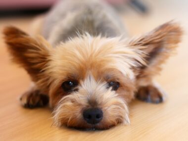 Katowice. Po pijaku znęcał się nad psem Yorkshire terrier pixabay