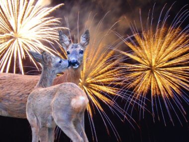 Jak fajerwerki wpływają na zwierzęta w naszych miastach? Zwierzeta fajerwerki