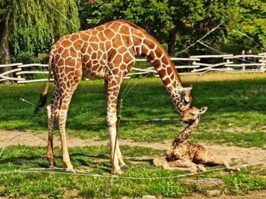 Chorzów: W Śląskim Ogrodzie Zoologicznym urodziła się żyrafa Zyrafa zoo chorzow3