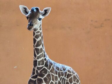 Znamy płeć małej żyrafy z chorzowskiego zoo Nowy mieszkaniec chorzowskiego zoo