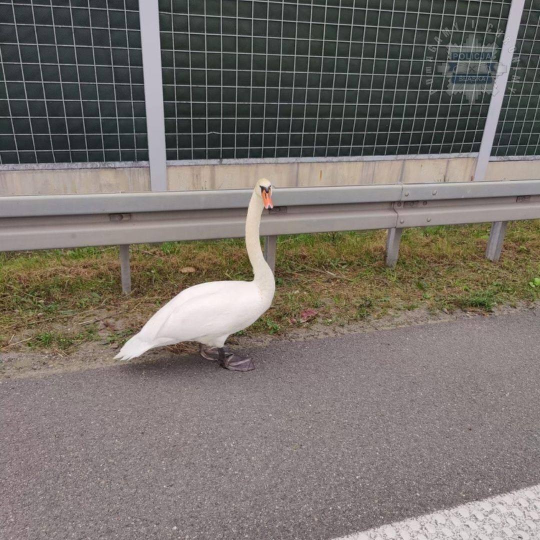 Łabędź na autostradzie A4