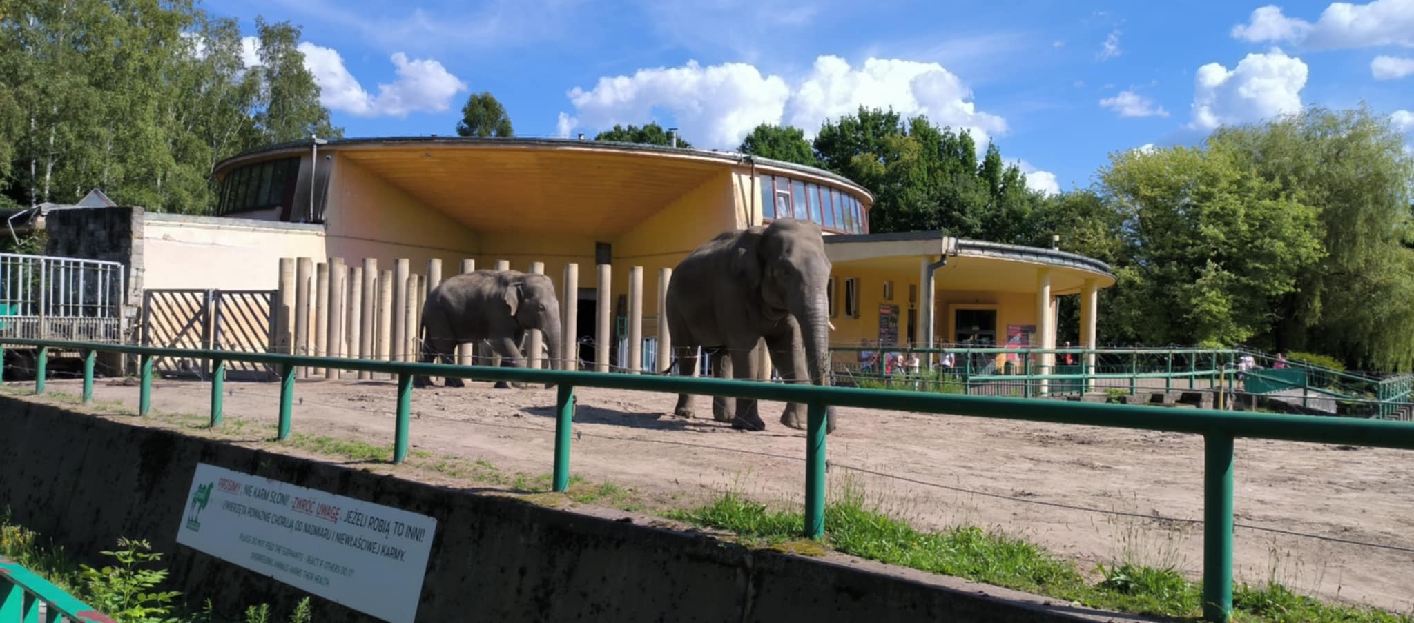 Słonie indyjskie