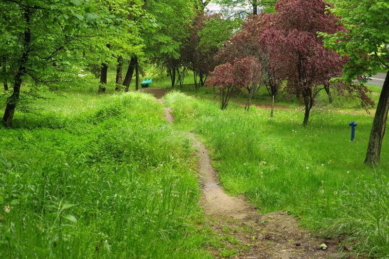 Skatepark w Parku Wiśniowiec