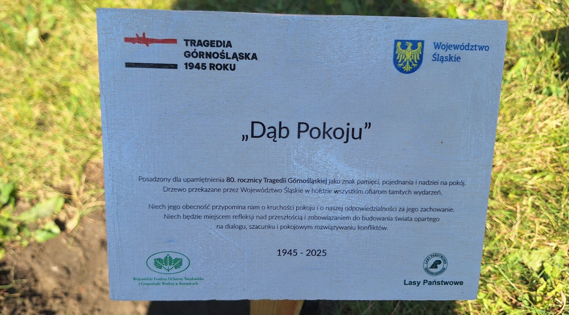 Dąb Pokoju