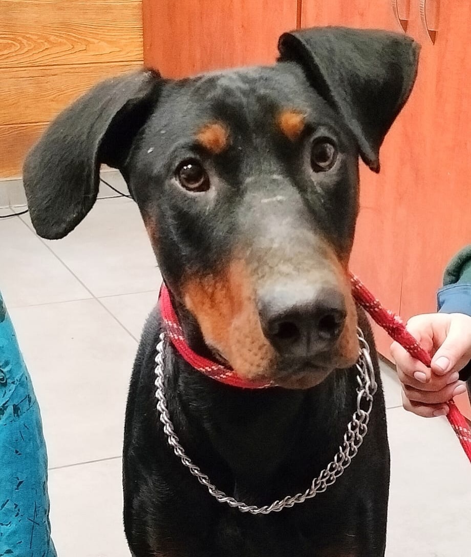 Dobreman ruda slaska4