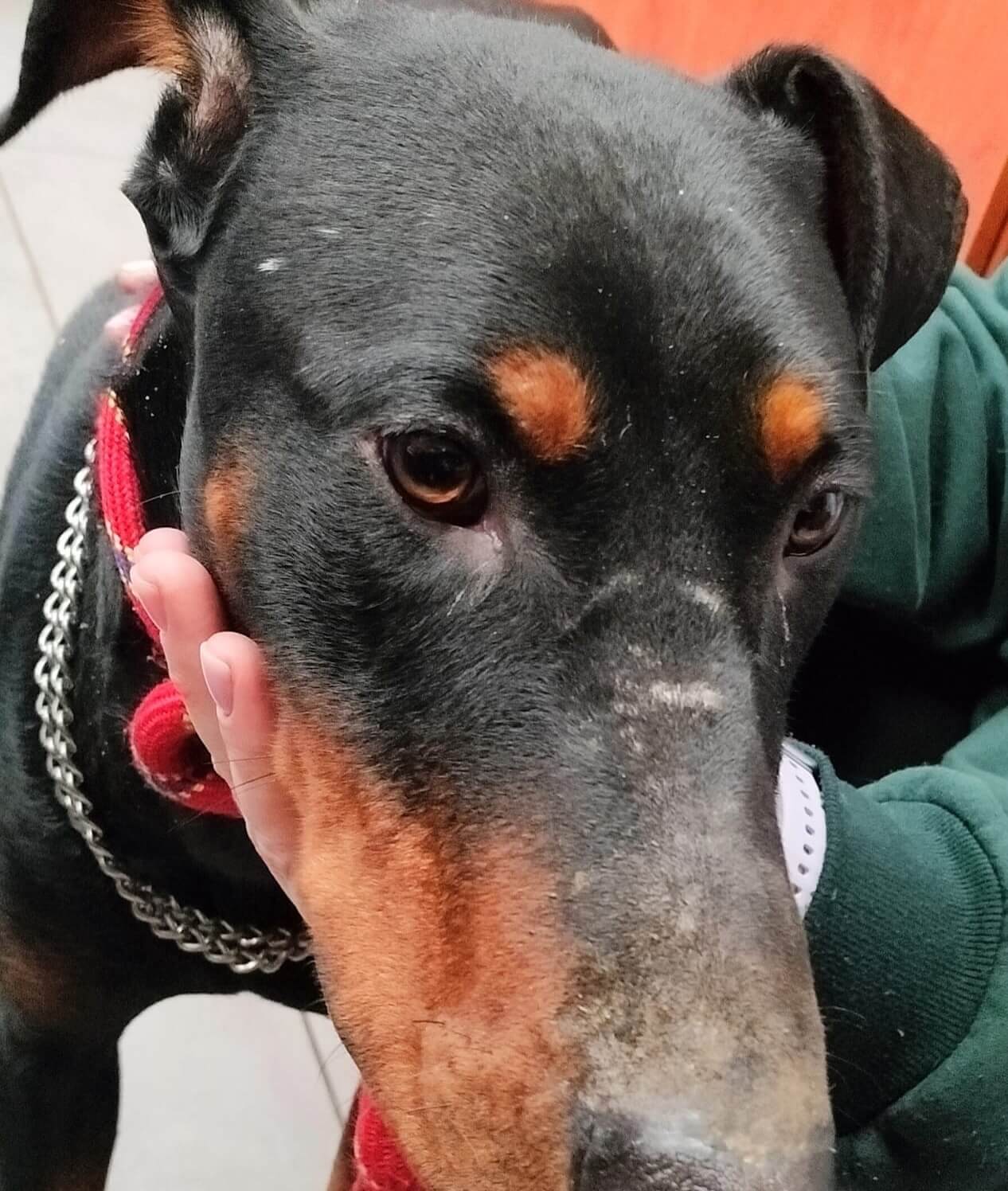 Dobreman ruda slaska5