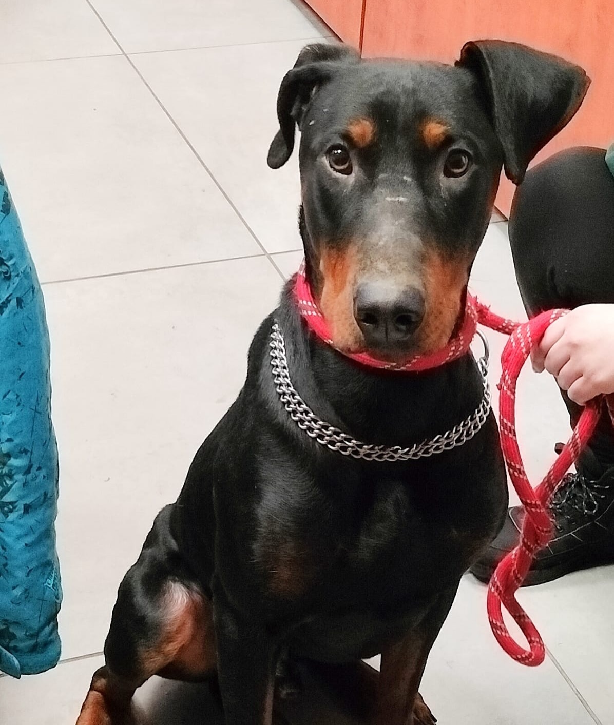 Dobreman ruda slaska7