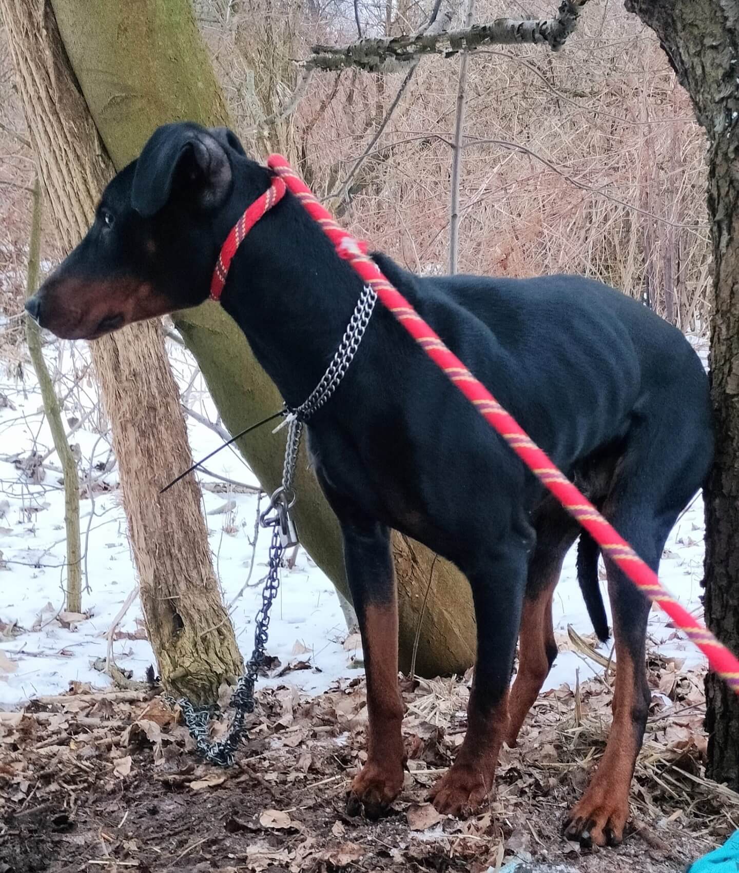 Dobreman ruda slaska9