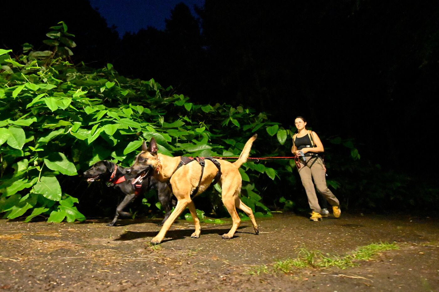 Dogtrekking Park Śląski