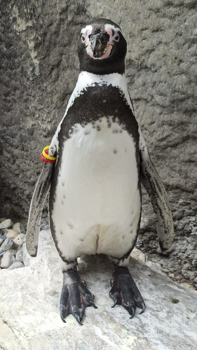 Dzien pingwina slaskie zoo 1