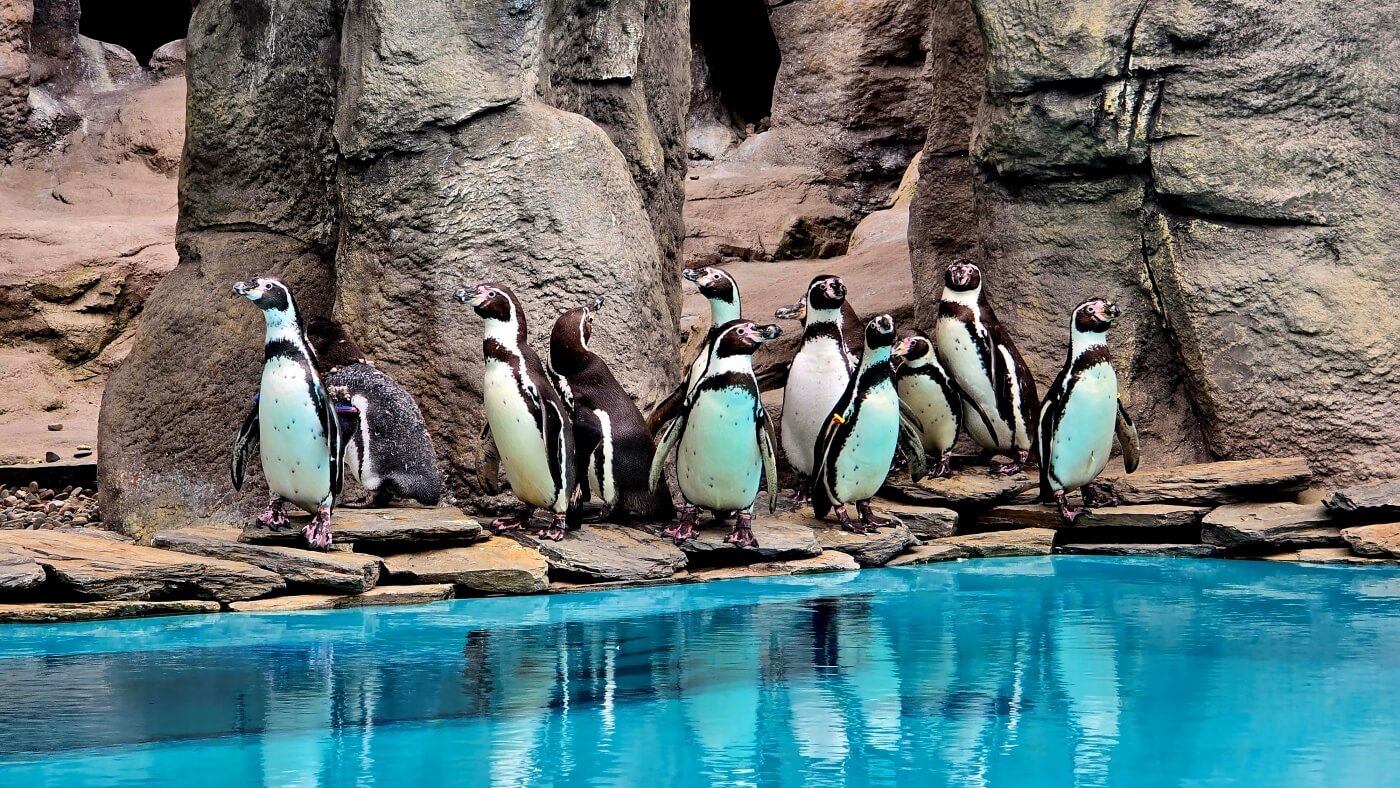 Dzień Pingwina w śląskim zoo