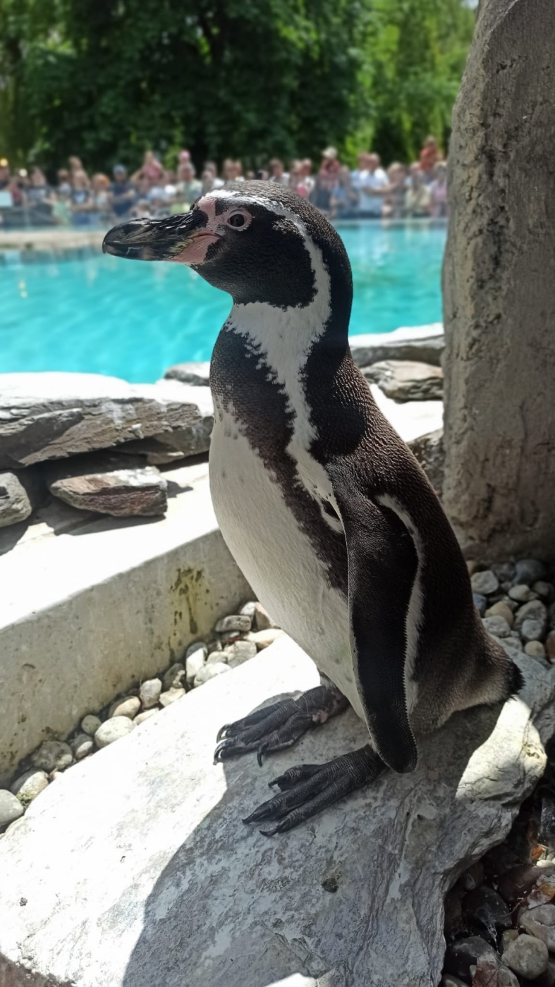 Dzien pingwina slaskie zoo 2