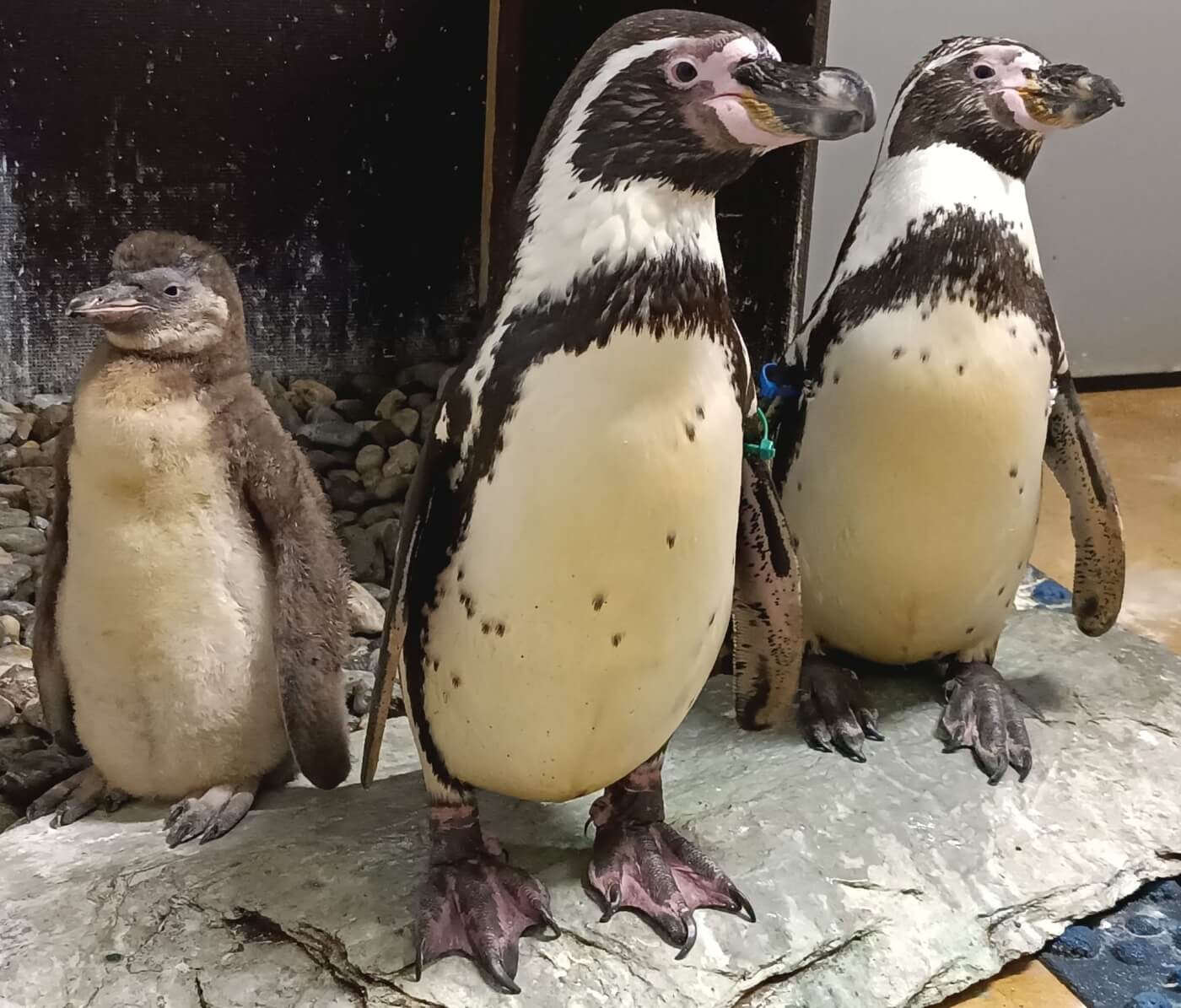 Dzien pingwina slaskie zoo 2