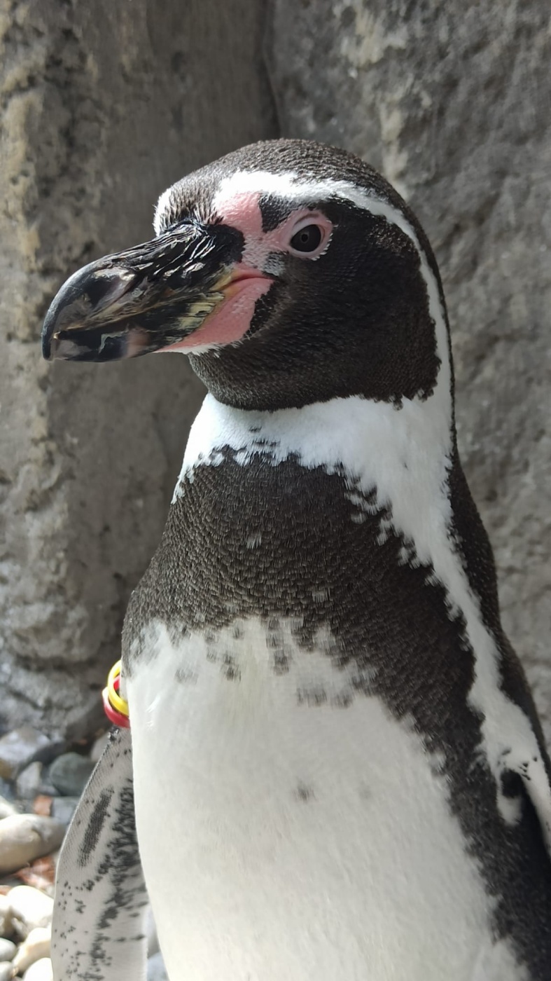 Dzien pingwina slaskie zoo 3