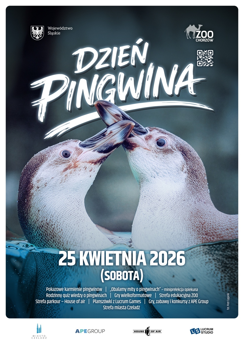 Dzien pingwina slaskie zoo