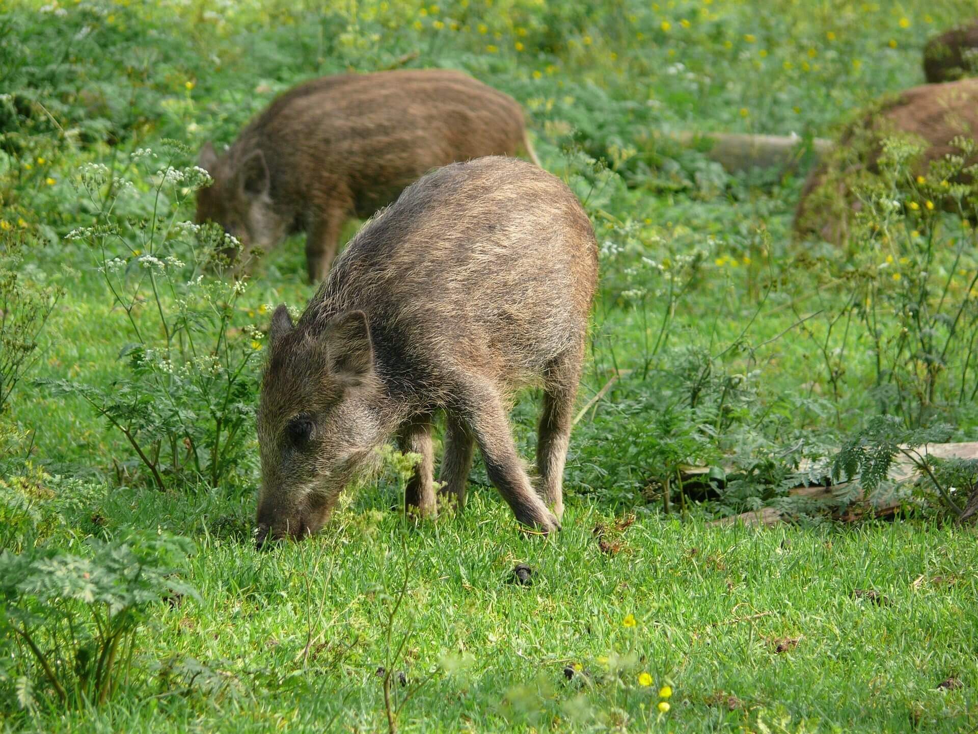 Jak zachować się podczas spotkania z dzikiem lub lisem w mieście? Poradnik Urzędu Miejskiego