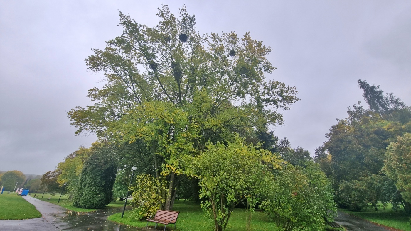 „EKOPARK zielona perła Śląska – podróż do bioróżnorodności”