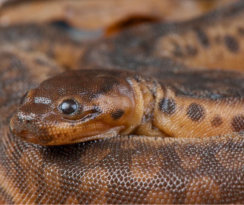 Elephant trunk snake