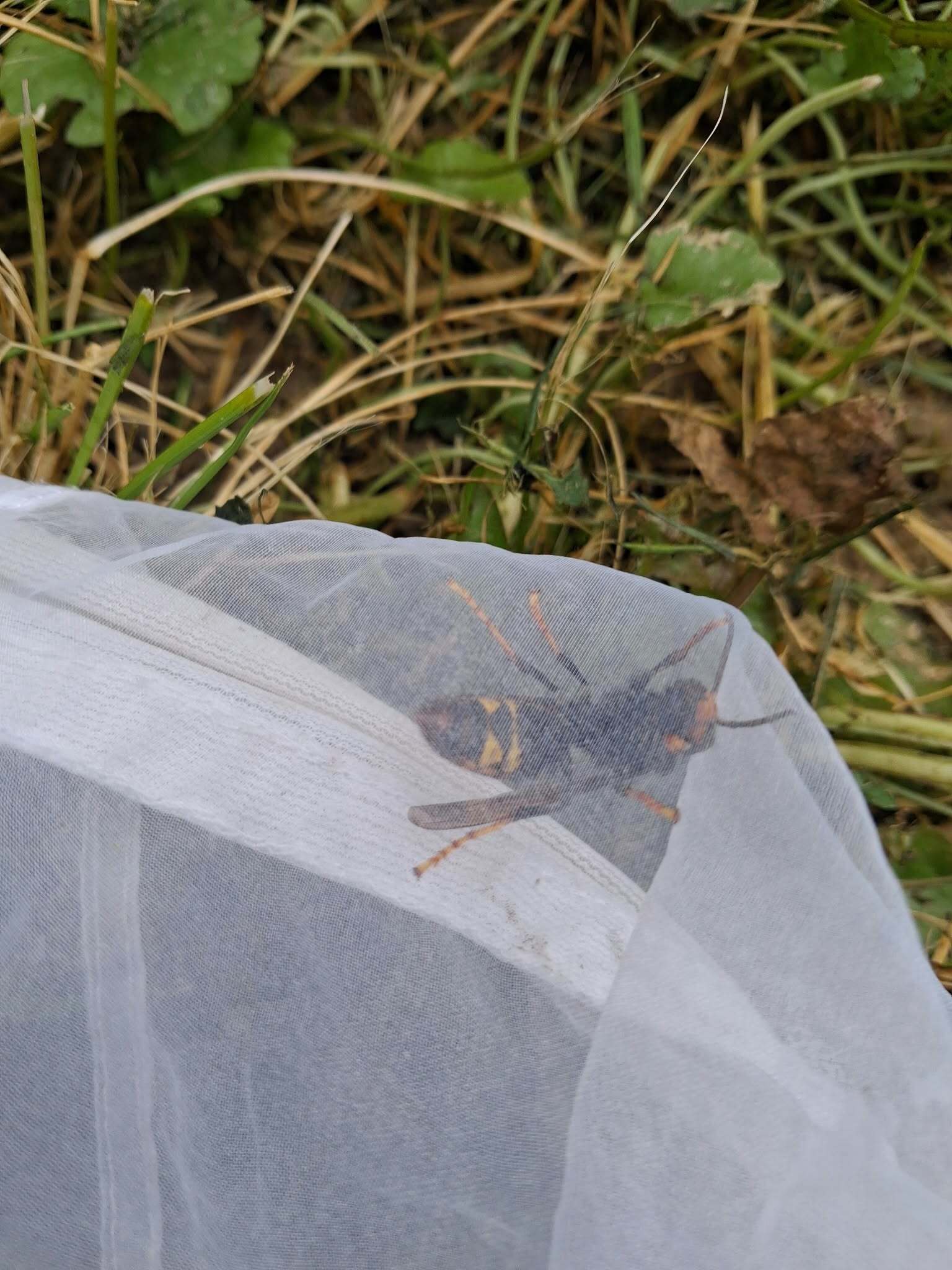 Vespa velutina