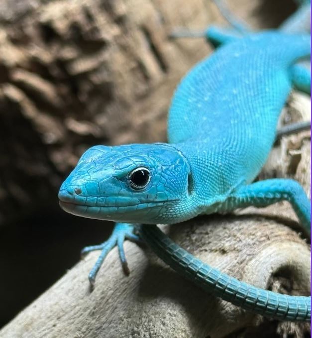 Gastropholis prasina blue