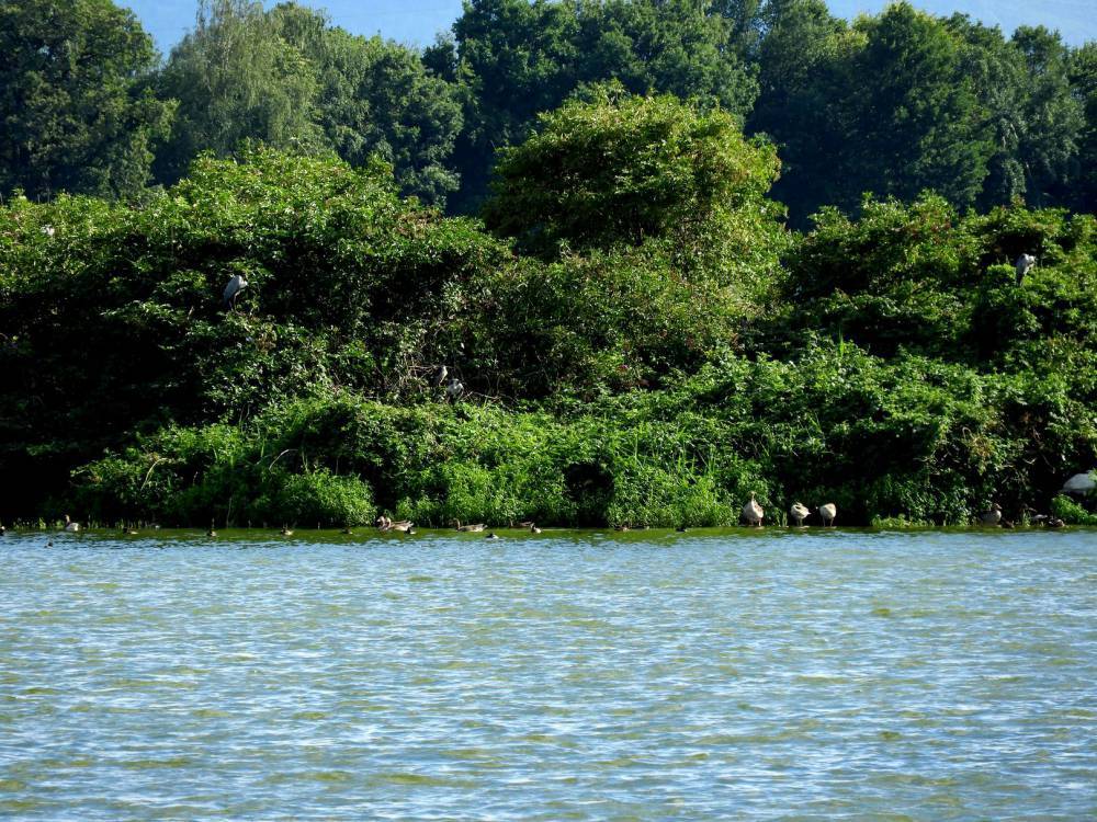 Jezioro goczalkowickie slaskie travel 4