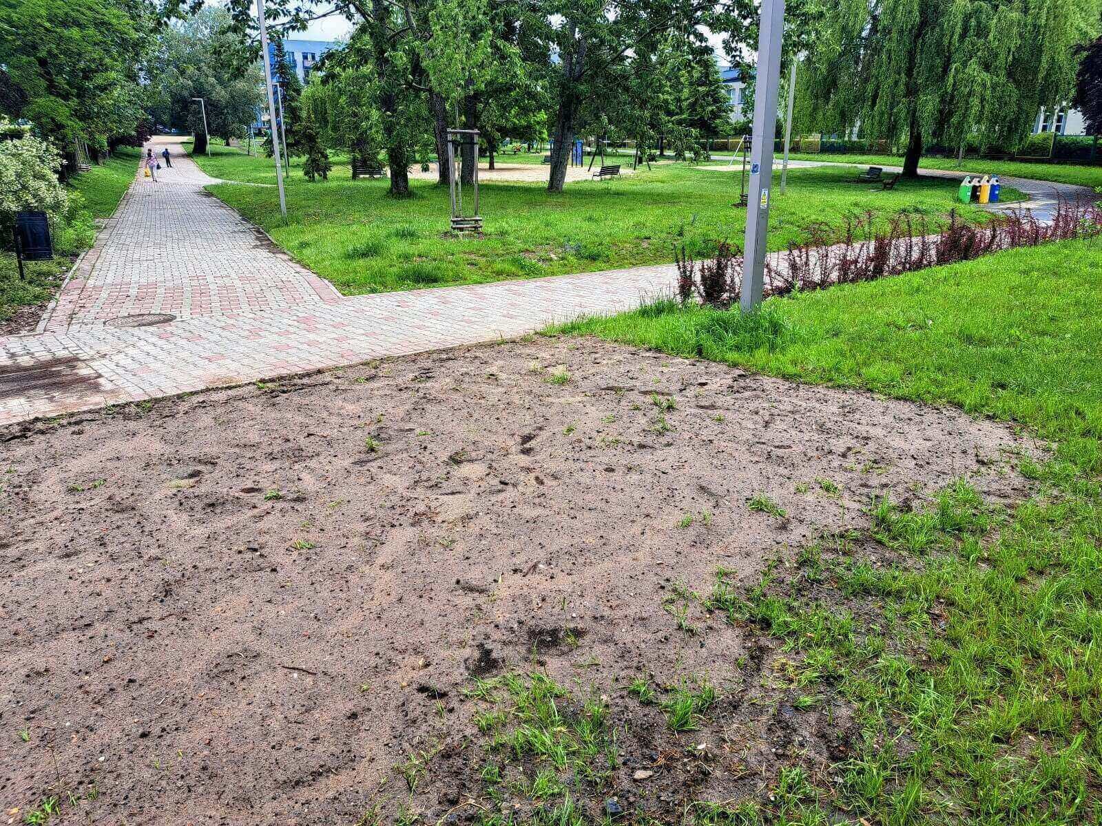 Nowe łąki kwietne w Knurowie