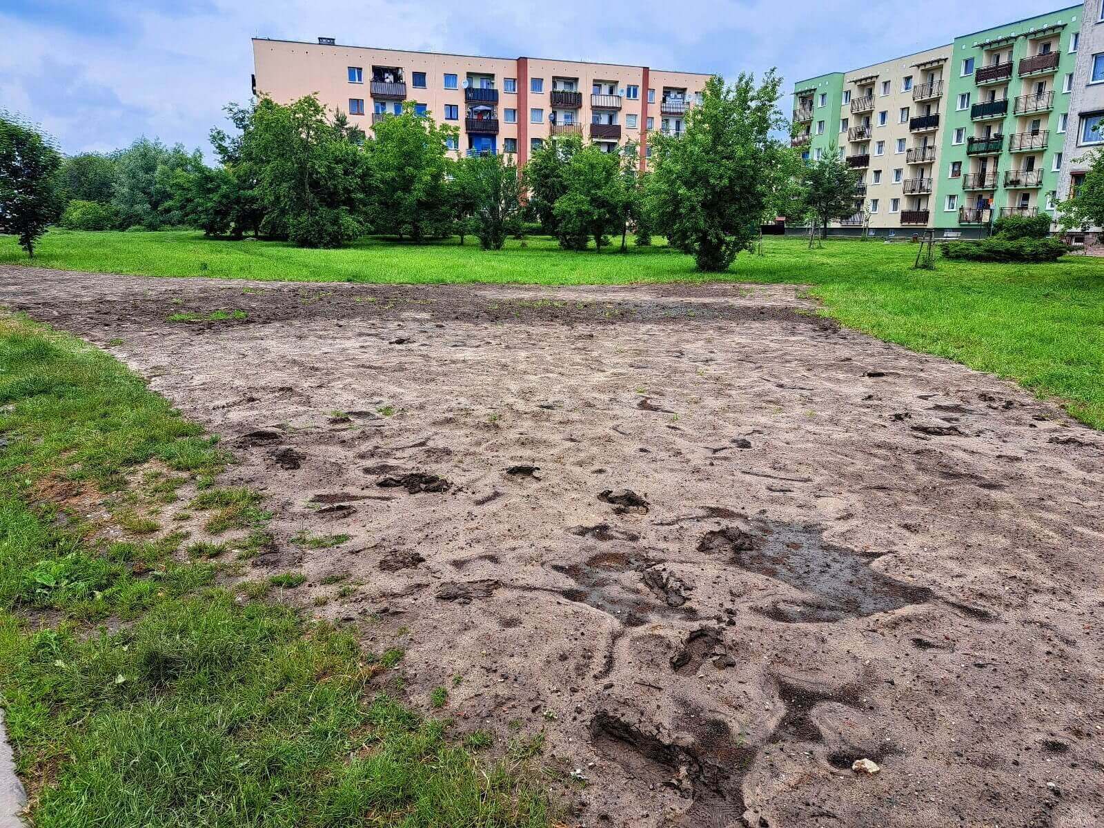 Nowe łąki kwietne w Knurowie