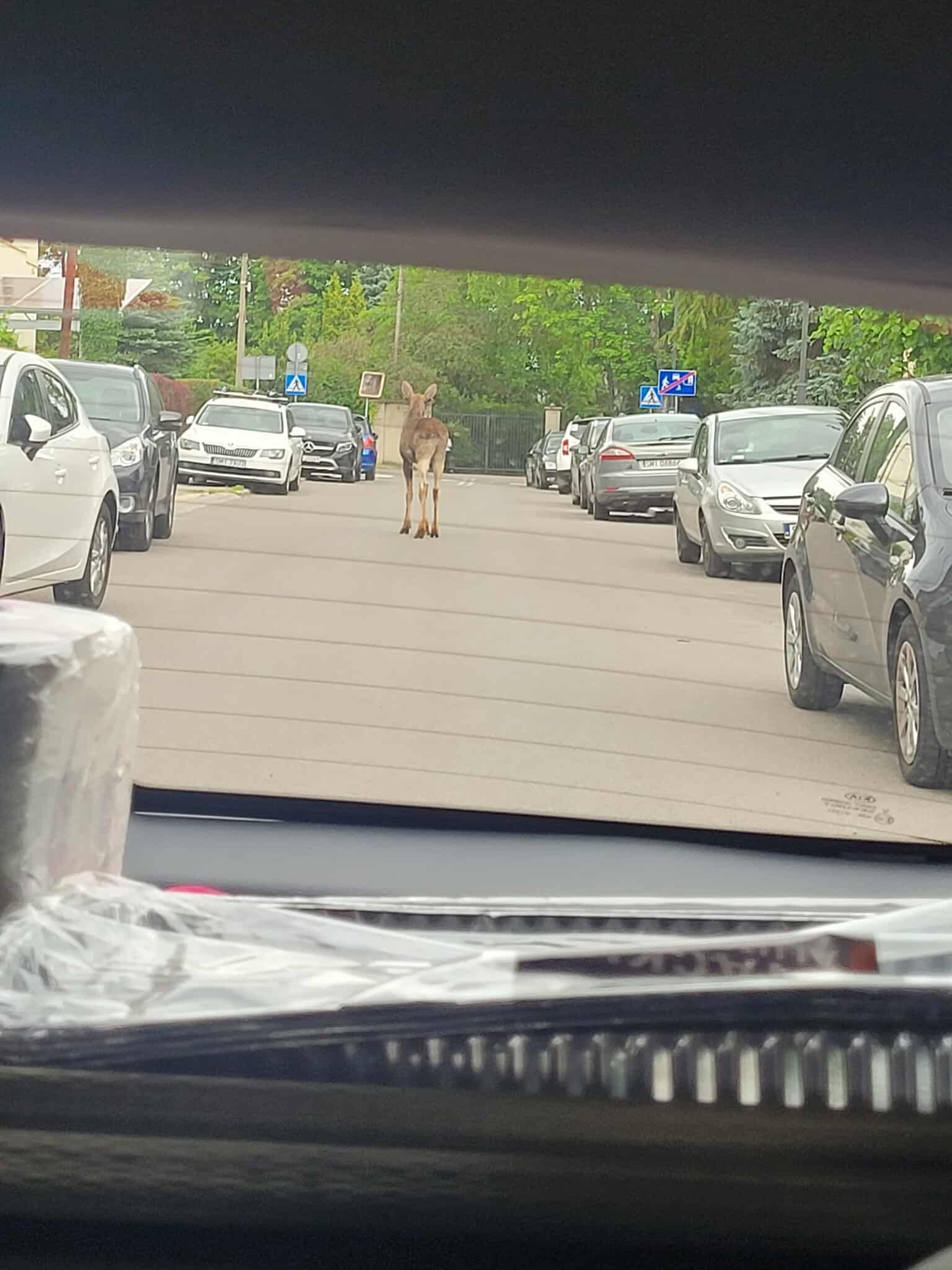 Łoś w Mikołowie