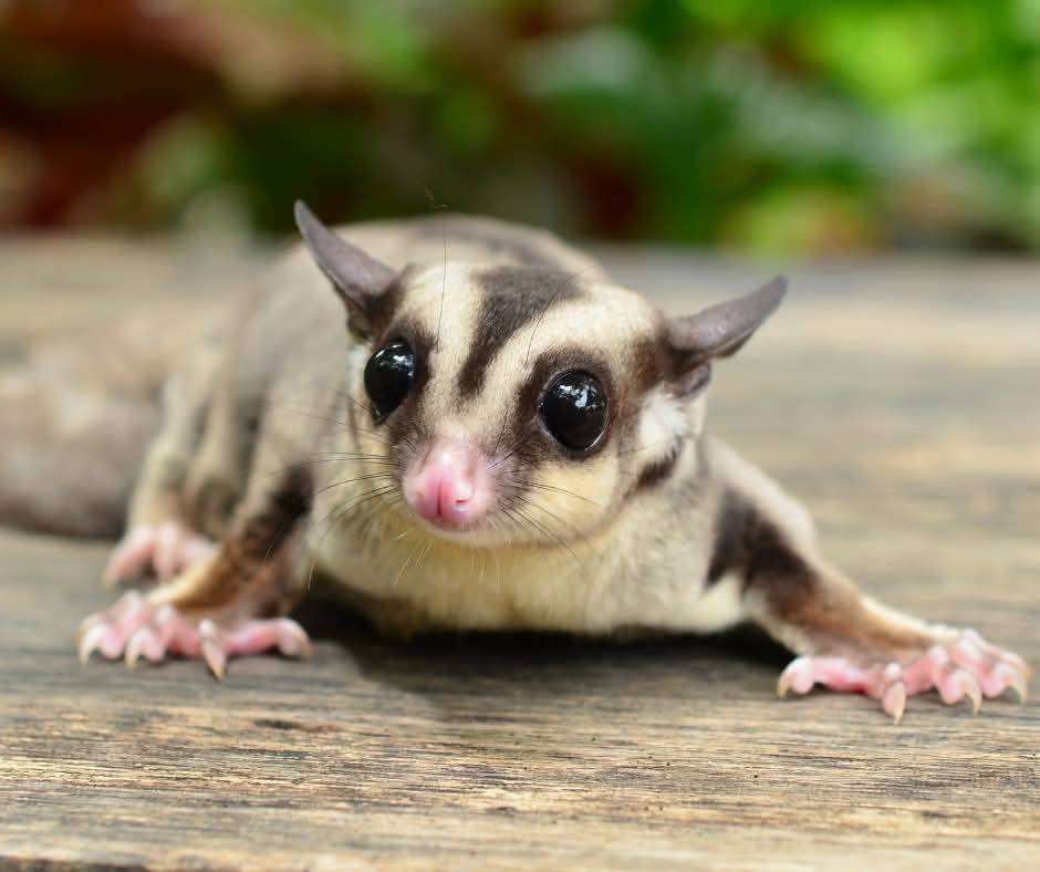 Lotoplanka karlowata