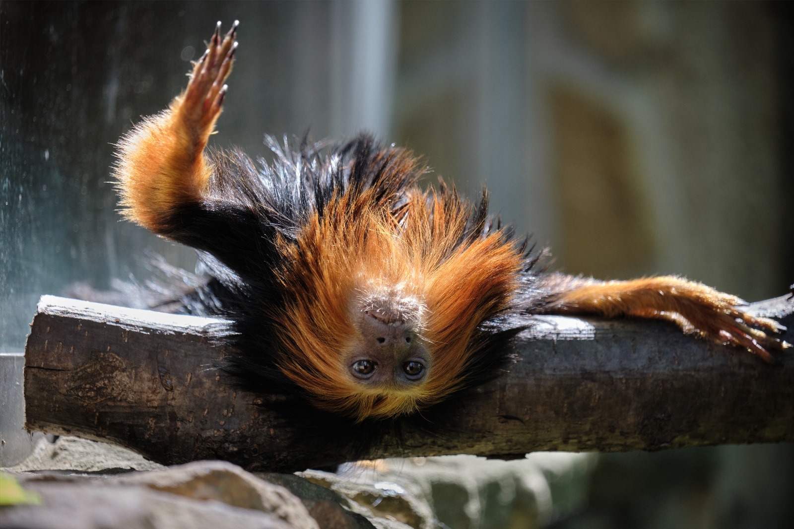 Śląski Ogród Zoologiczny