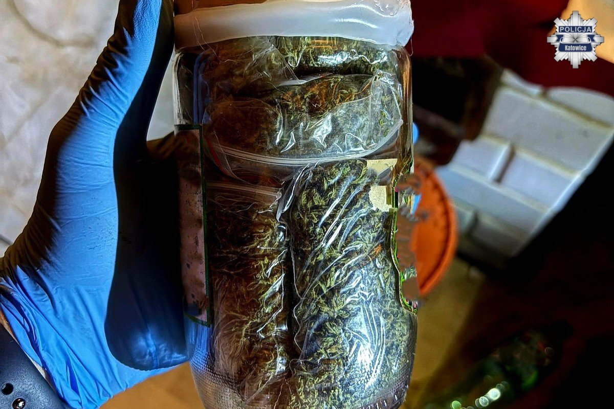 Nielegalna plantacja 1