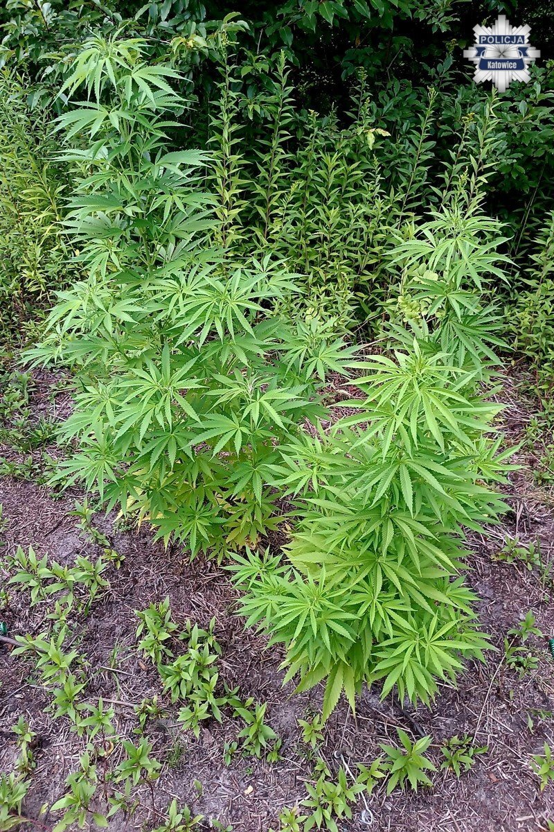 Nielegalna plantacja 3