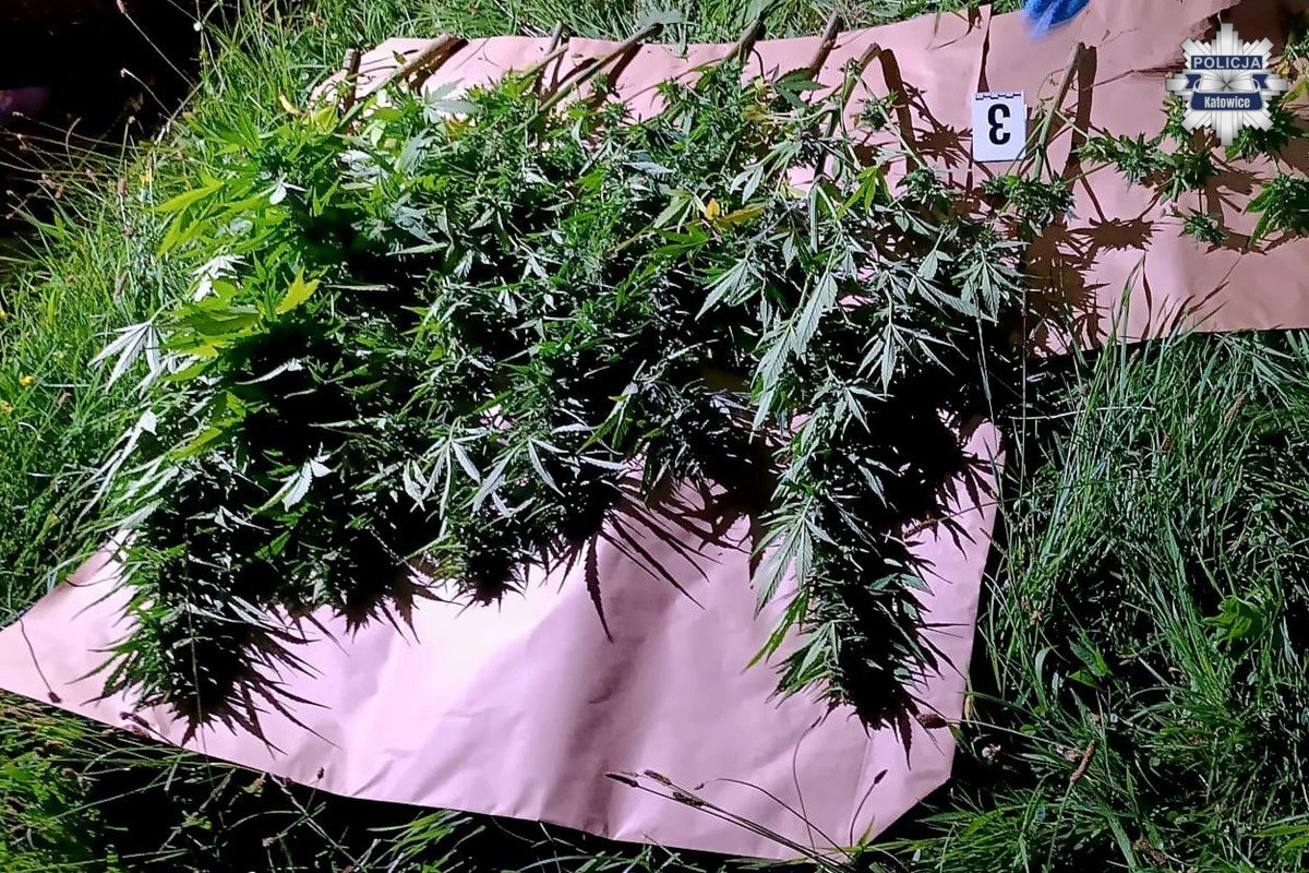 Nielegalna plantacja 4