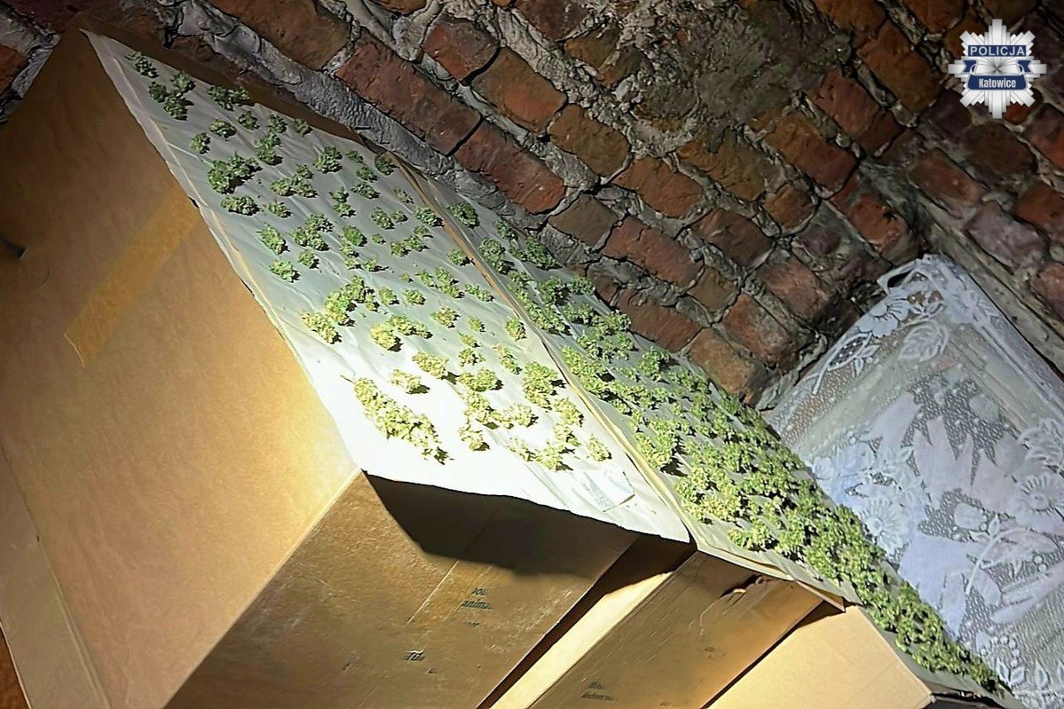 Nielegalna plantacja 5