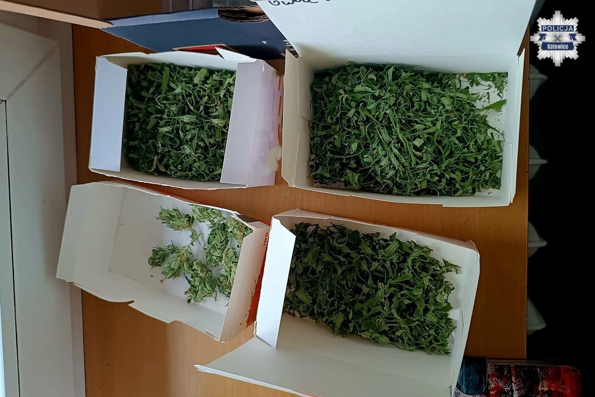 Nielegalna plantacja 6