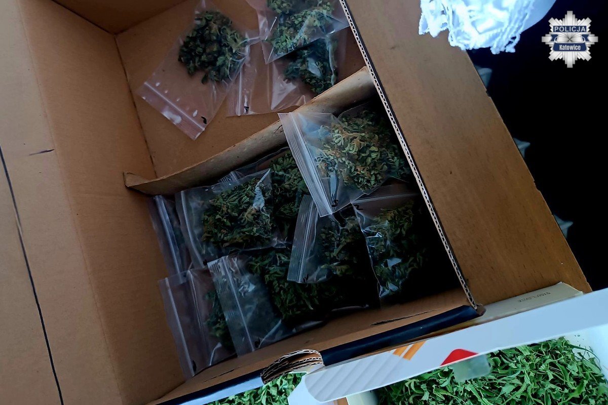 Nielegalna plantacja 7