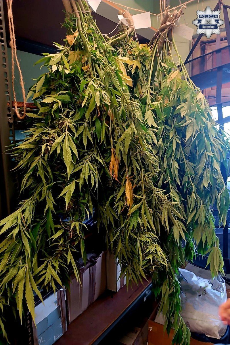 Nielegalna plantacja 8