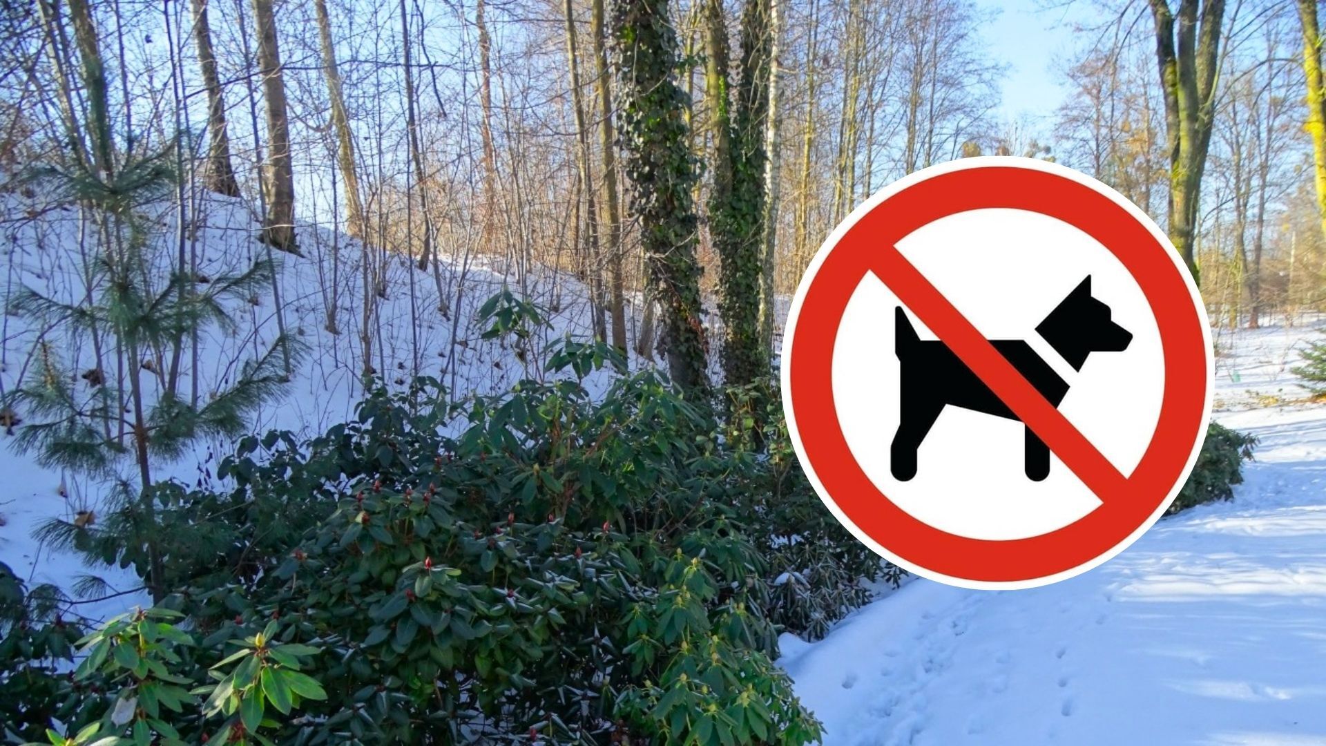 Pieski nie wejdą do Śląskiego Ogrodu Botanicznego w Radzionkowie. Instytucja wprowadza ograniczenia