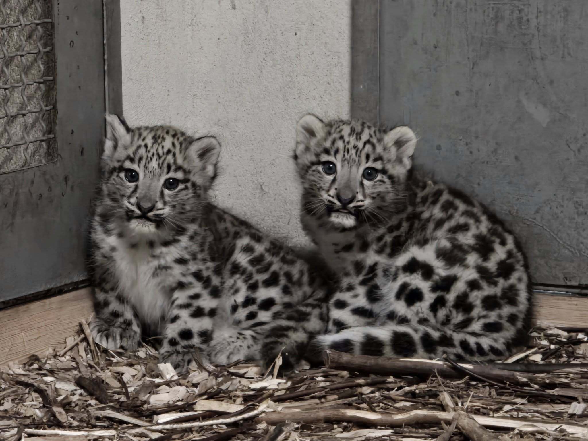 W śląskim zoo urodziły się pantery śnieżne