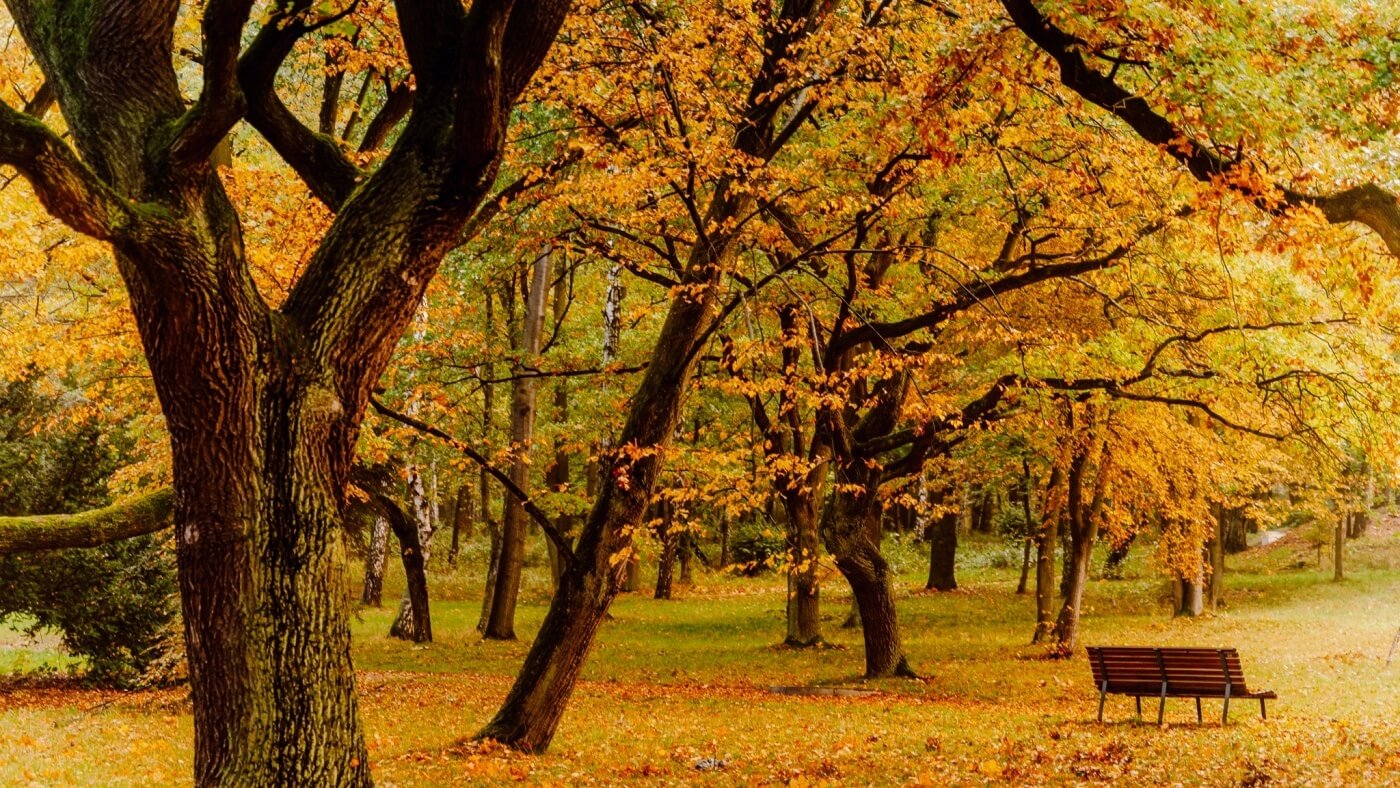 Park Śląski w kolorach jesieni. Idealny czas na spacer﻿