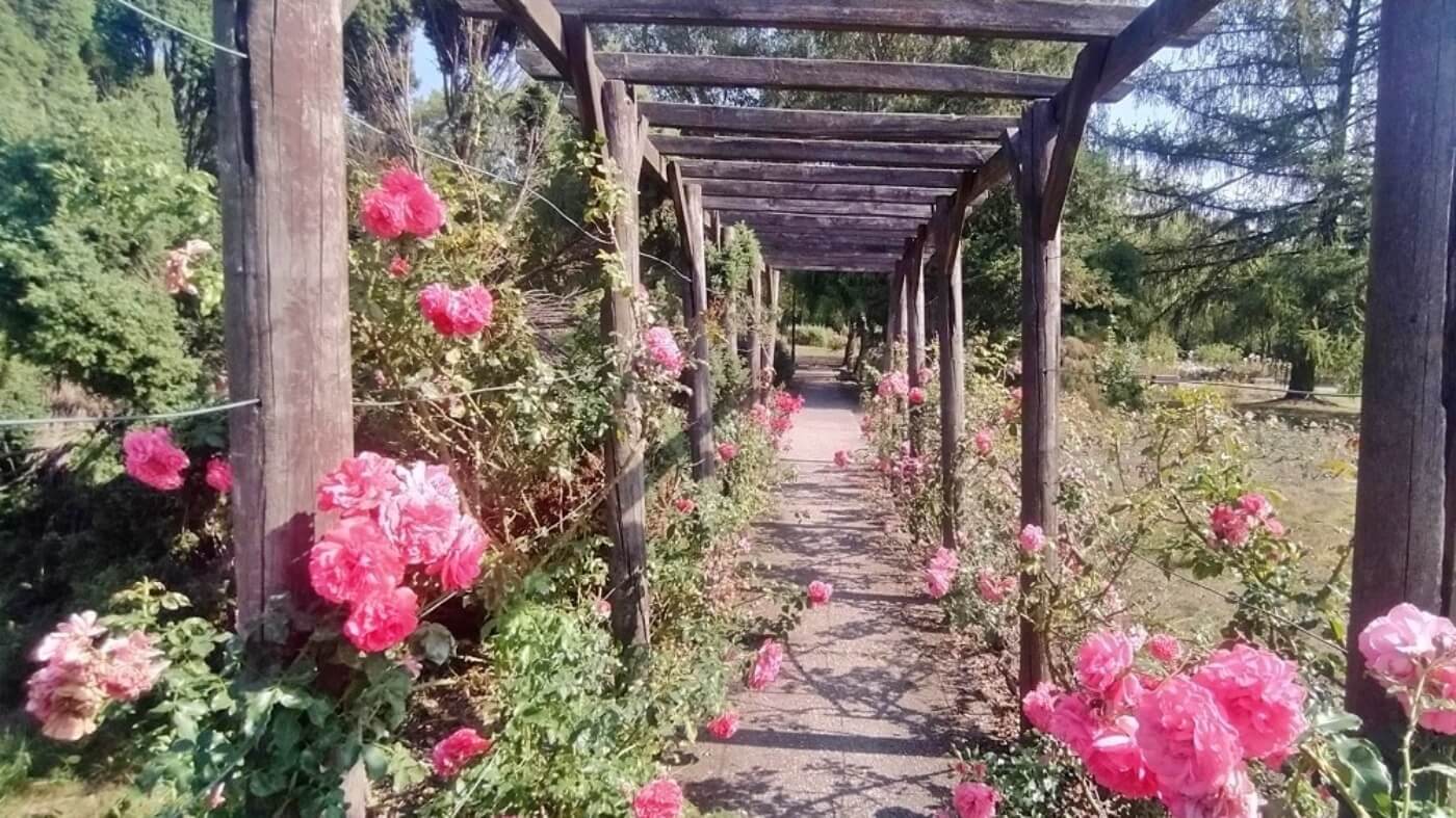 Rosarium w Parku Śląskim wreszcie doczeka się remontu