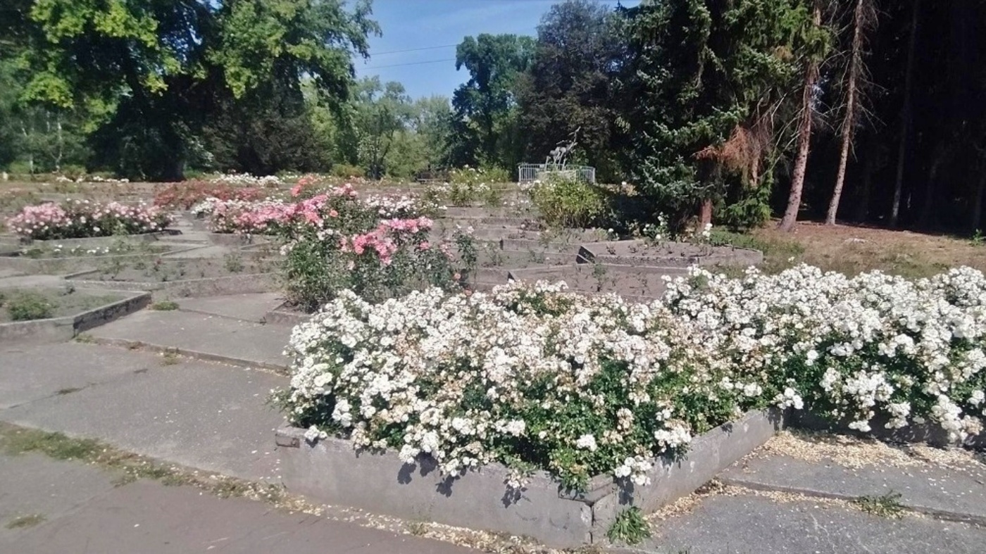 Park slaski rosarium 4