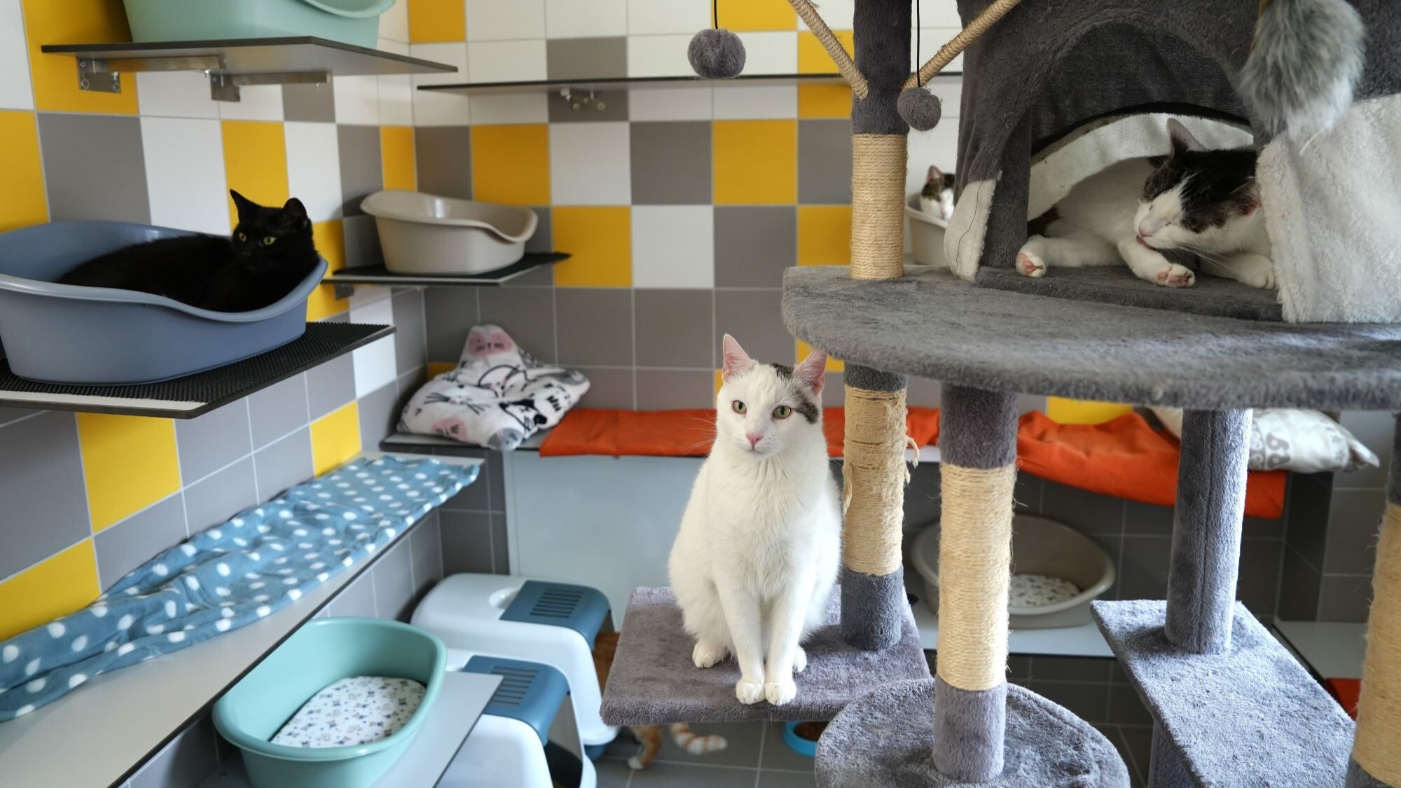 Nowy pawilon dla kotów