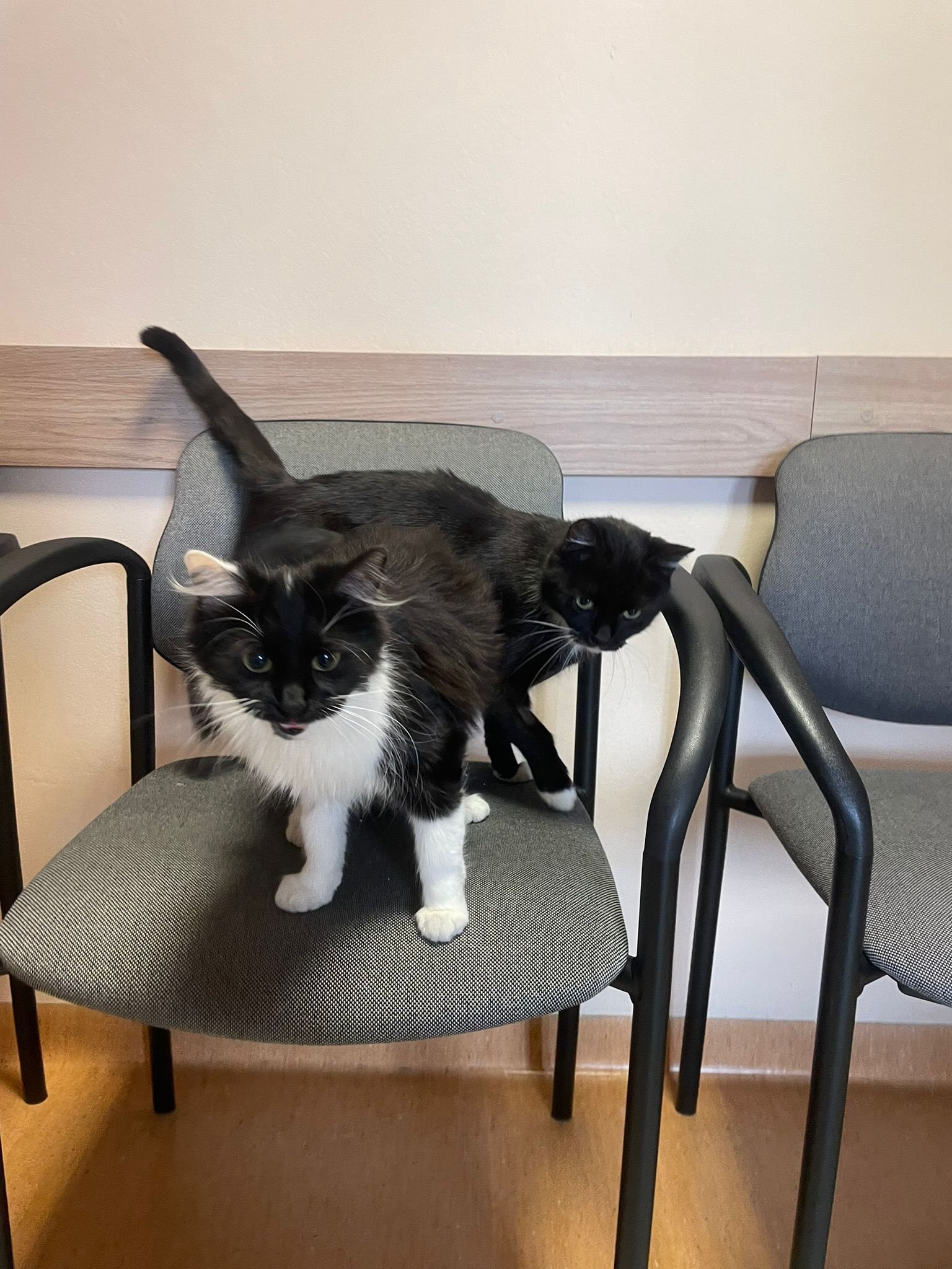 Urzędnicze koty z Piekar Śląskich