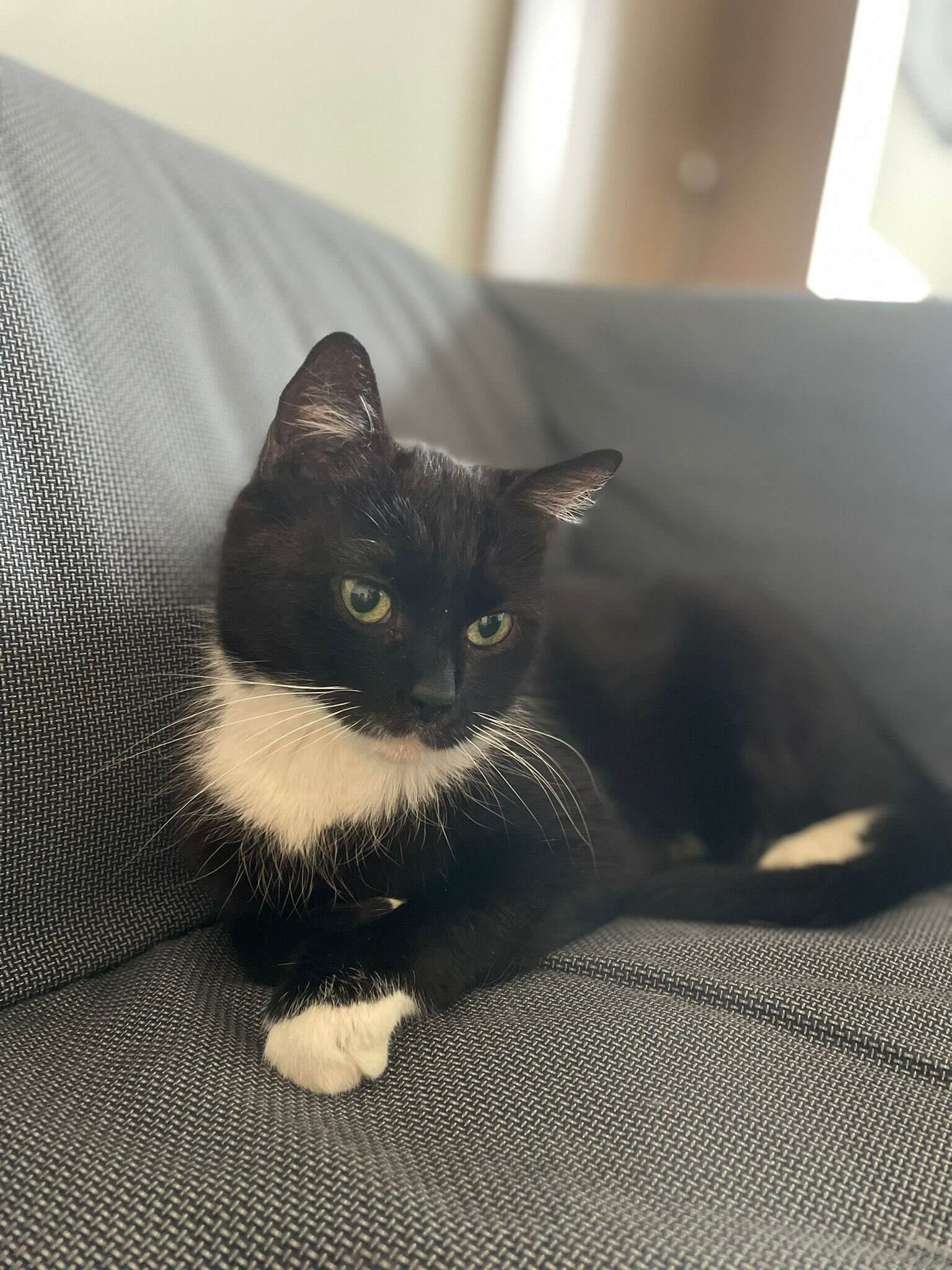 Urzędnicze koty z Piekar Śląskich