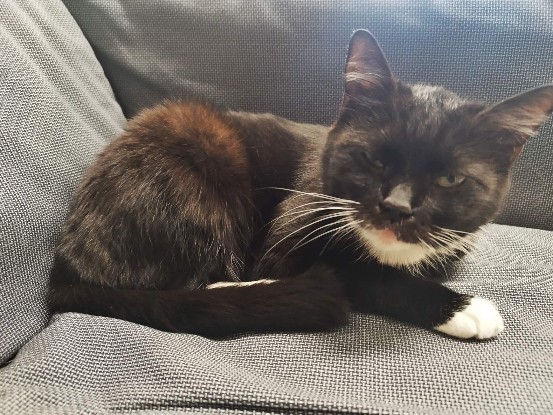 Urzędnicze koty z Piekar Śląskich