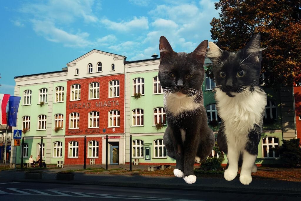 Urzędnicze koty z Piekar Śląskich
