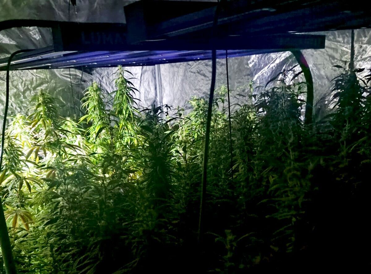 Plantacja konopi w mieszkaniu w Bytomiu
