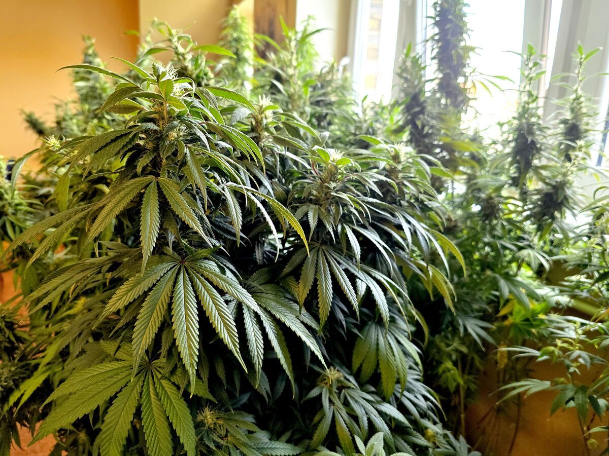 Plantacja konopi w mieszkaniu w Bytomiu